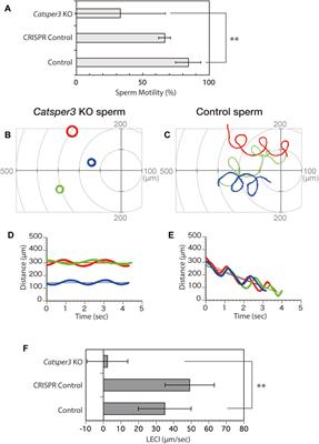 CatSper mediates not only chemotactic behavior but also the motility of ascidian sperm